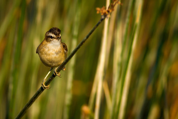 Cute bird warbler. Green lake habitat background. Bird: Moustached Warbler. Acrocephalus melanopogon.