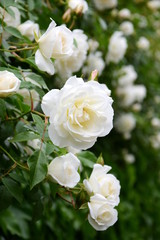 Weiße Rosen - Rosenbusch im Park