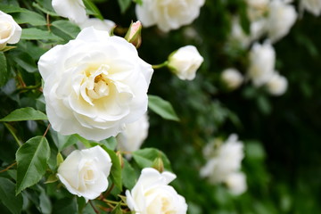 Fototapeta na wymiar Weiße Rose im Park