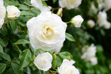 Weiße Rosen - Rosenbusch im Park