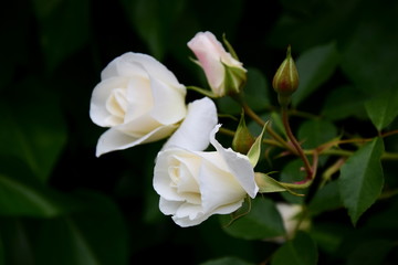 Weiße Rosen - Rosenbusch im Park