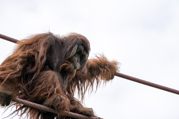 Orangutan climbs on the O-line rope course at zoo
