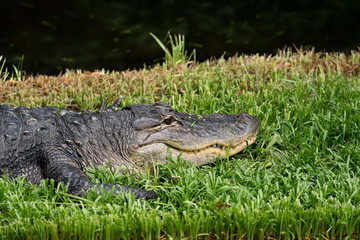 Alligator rests in the grass at the Smithsonian National Zoo in Washington DC