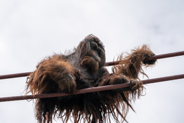 Orangutan climbs on the O-line rope course at zoo