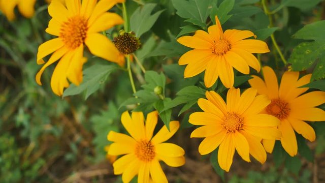 Beautiful color of yellow Mexican sunflower. Dolly panning footage