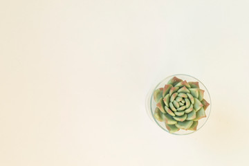 Succulent green plant isolated on white background.