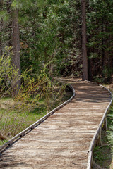 wooden bridge in the forest