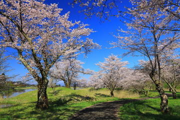 Obraz premium 春の三郎堤