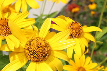 Yellow Flower