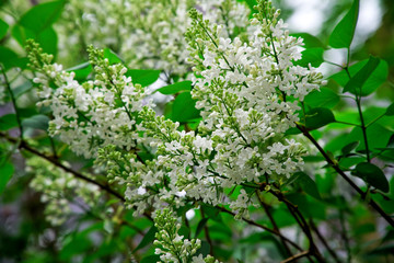 Beautiful white flowers on the branches of the blossoming spring lilac. Nature and its charm