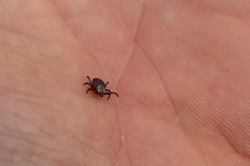 Ixodes ricinus, the castor bean tick, is a chiefly European species of hard-bodied tick. Carrier Lyme disease and tick-borne encephalitis on the human arm.