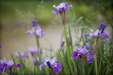 Purple irises in full bloom on a blurred background