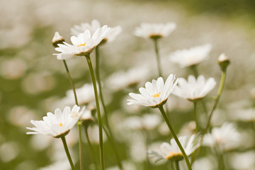 Daisies in the meadow against a blurred background