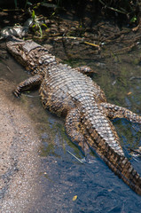 Naklejka premium crocodile in water