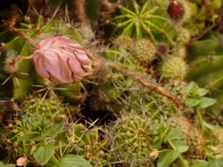 Flor de cactus