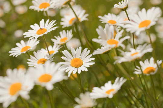 Daisies in the meadow against a blurred background