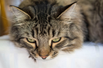 Maine coon portrait of a cat