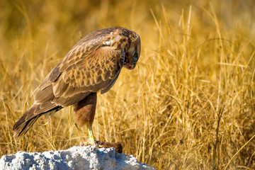Bird of prey buzzard and its hunt Least Weasel. Yellow dry grass background.  Wild bird: Long...
