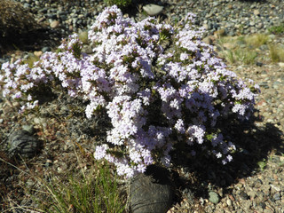 vegetación patagonica 