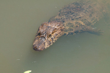 crocodile in water
