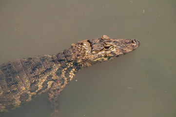 crocodile in the water
