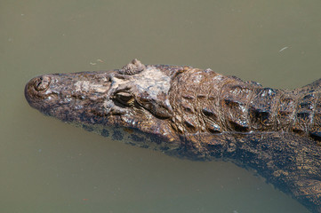 crocodile in the water