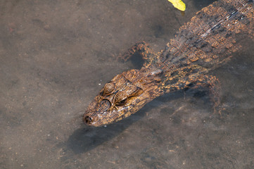 crocodile in water