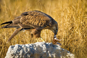 Bird of prey buzzard and its hunt Least Weasel. Yellow dry grass background.  Wild bird: Long...
