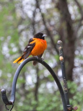 Buxomy Oriole