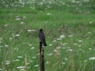 bird of prey