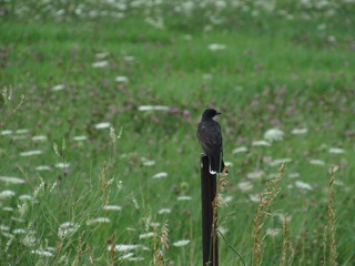bird on a branch