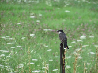 bird on branch in a field