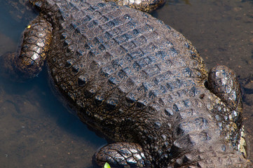 back of a crocodile in water