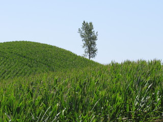 Single tree on a hill in a crop field