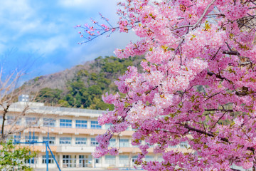 学校の校舎と桜