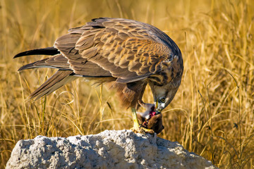 Bird of prey buzzard and its hunt Least Weasel. Yellow dry grass background.  Wild bird: Long...
