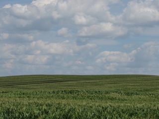 Endless green field and blue, cloudy sky