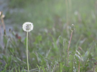 Single dandelion in grass of a sunny field