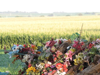 Field of flowers in the fall