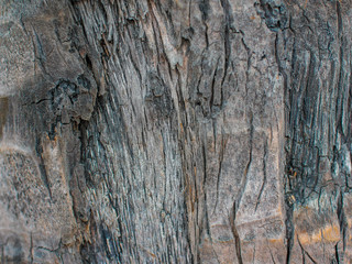 The texture of the bark of the trunk of a palm tree