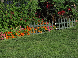 flowers in the garden behind a fence