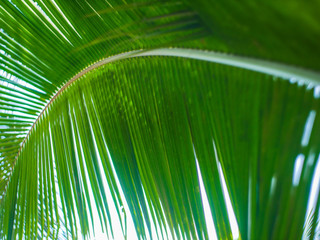 Background palm branch close-up and bokeh