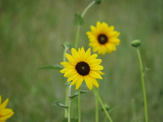 yellow flower in the field