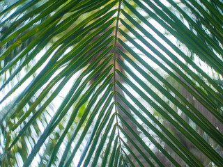Background palm branch close-up and bokeh