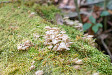 green leaf of fern and mushroom from forest