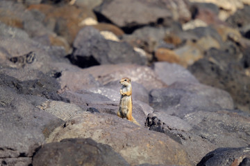 Barbary ground squirrel on a rock on Fuerteventura, Spain.