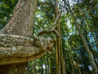 the trunk of the tree and Liana in the Park