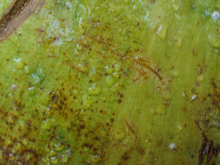 Misted coconut wall texture macro