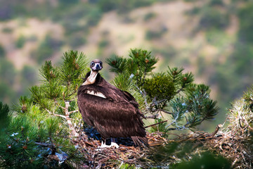 Vulture in the nest. Green forest background. Bird: Cinereous Vulture. © Serkan Mutan