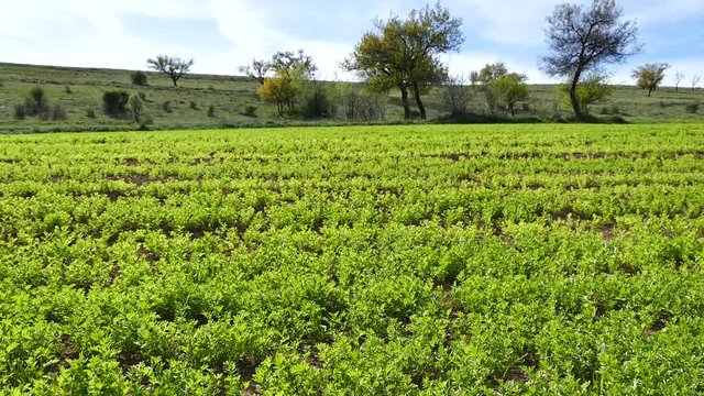 green lentil plantation, cultivated lentil plant in the field,close up,